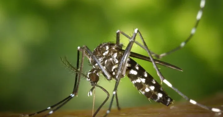 Salud Pública confirman 240 casos de malaria en haitianos